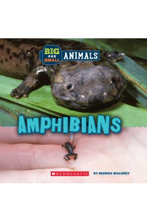 Big and Small: Amphibians