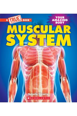 Muscular System