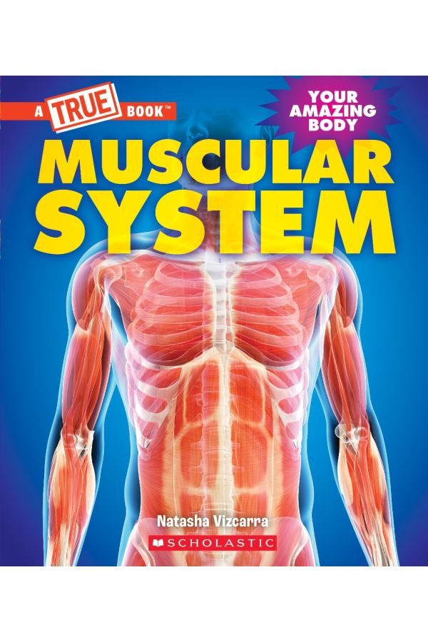 Muscular System